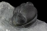 Enrolled Eldredgeops (Phacops) Trilobite - New York #95939-3